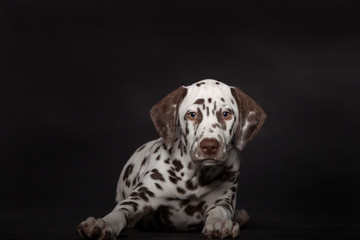 Rassehund Hund Dalmatinerwelpe im Fotostudio vor schwarzem Hintergrund