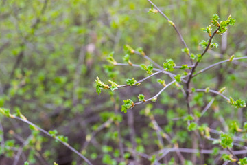 green blooming leaves on a tree branch in the spring