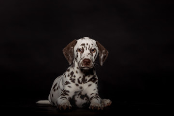 Hund Rassehund Dalmatinerwelpe im Fotostudio