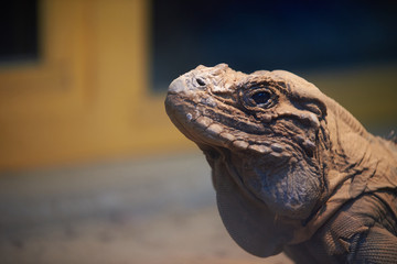Kopf einer Echse in einem Terrarium