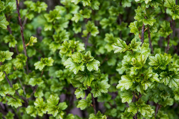 Fototapeta na wymiar green leaves of a tree in spring, green branch