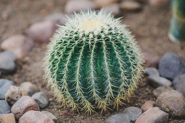 Big round green cactus in stony ground