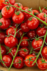 background branch of tomato cherry red vegetable design culinary close-up of bright delicious fruit