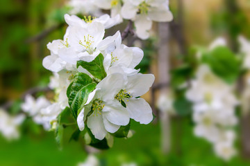 white apple blossoms fruit trees close-up copy space on a blurred garden background sunlight