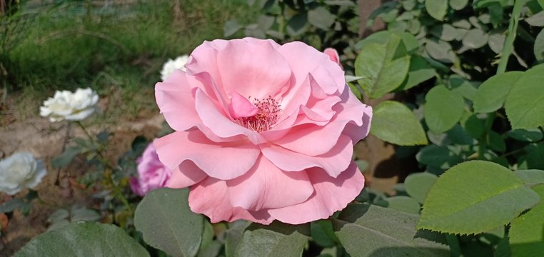 side view of pink rose macro