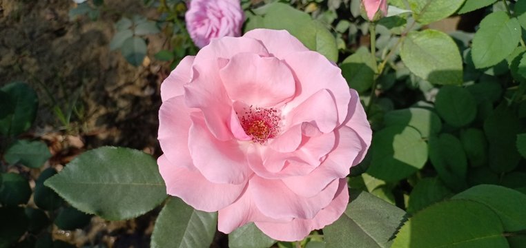 pink rose close up