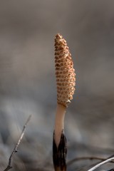 Field Horsetail