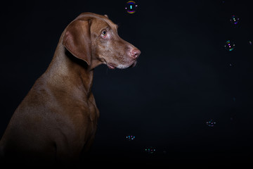 Hund Hundefotografie im Studio