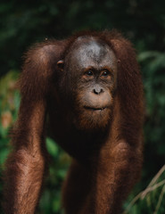 Orangutans in the wild nature. Borneo, Indonesia.