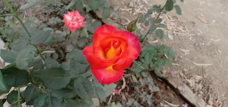 red yellowish rose macro