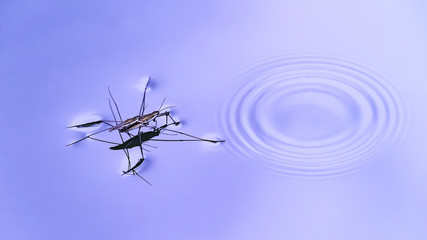 Water Strider