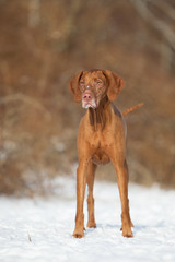 Magyar Vizsla im Schnee Rassehund im Winter H&uuml;ndin ungarischer Vorstehhund 