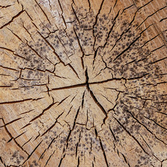 cracked background wooden many dashes slept pine weathered old surface close-up base natural