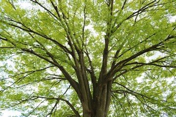 樹木　春　若葉　杤木