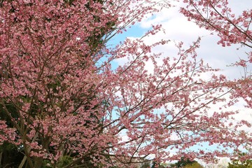 さくら　満開　春　とちぎ