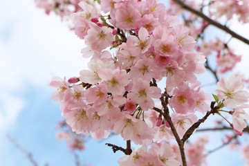 さくら　満開　春　とちぎ