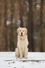 Hund Hunderasse Golden Retriever im Winter