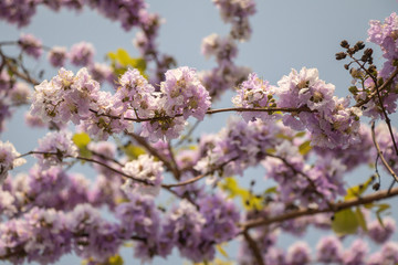 Selective focus Lagerstroemia Speciosa flower are blooming in a garden.Beautiful sweet purple flower.