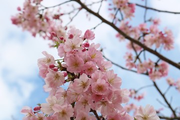 さくら　満開　春　とちぎ