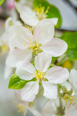 Naklejka na ściany i meble Apple tree blossom flowers on branch at spring. Beautiful blooming flowers isolated with blurred background.
