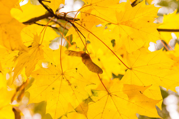 Naklejka na ściany i meble autumn design yellow maple leaves translucent sun close-up background bright flora