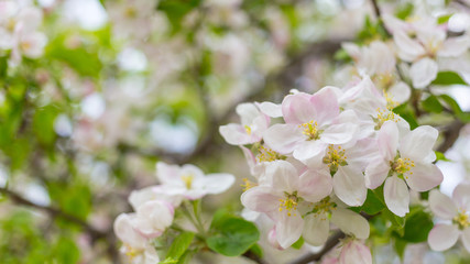 Fototapeta na wymiar Apple tree blossom flowers on branch at spring. Beautiful blooming flowers isolated with blurred background.