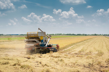 Obraz premium Harvester machine to harvest rice field working in Thailand,Combine harvester is harvesting in gold rice field, agriculture technology