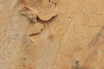 background wooden fresh clean cut wood uneven cracked close-up natural surface