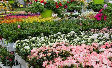 greenhouse with sale of plants and flowers