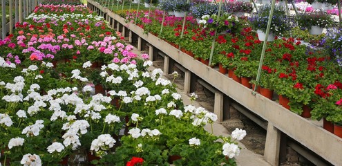 potted geranium flowers for sale inside a greenhouse