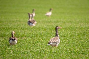 Greylag gooses on the grass