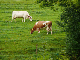 Fototapeta na wymiar Cows grazing on a green hill