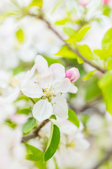 One apple tree blossom flower on branch at spring. Beautiful blooming flower isolated with blurred background.