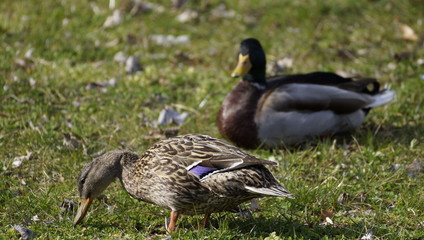 Enten Schwan