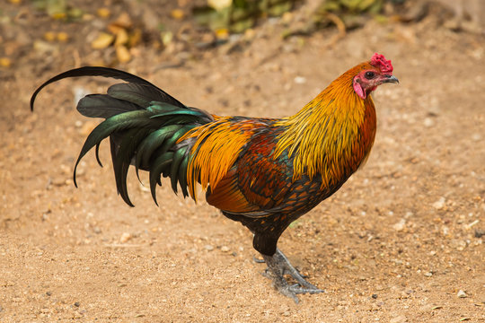 rooster powerful combat asia thailand beautiful orange yellow emerald green tail close-up on the sand