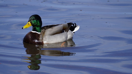Fototapeta premium Enten Schwan