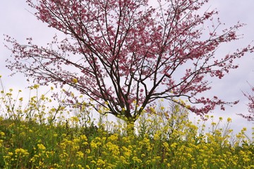 さくら　菜の花　思川　とちぎ