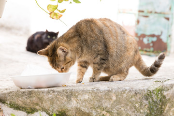 Wilde Straßenkatze in Italien