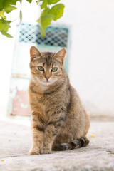 Wilde Straßenkatze in Italien