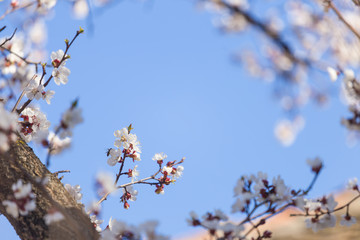 Apple tree blossom flowers on branch at spring. Beautiful blooming flowers isolated with blurred background.