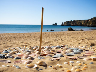 shells, sand and stick on the beach