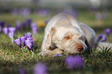 Mischlinghündin im Frühling
