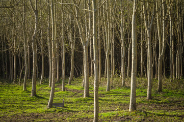 Landschaft Wald kahle Pappeln ohne Blätter im Spätherbst - Landscape forest bare poplars without leaves in late autumn