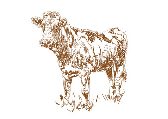 Dairy farm. Farm animal. Cow graze in the meadow.