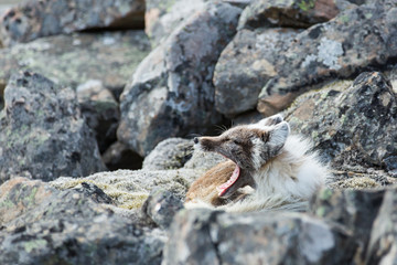 Arctic fox in summer nature of Svalbard.