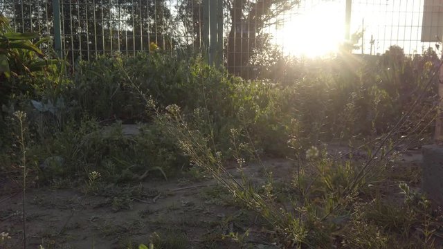 夕日と風に揺れる草花。春夏イメージ動画素材