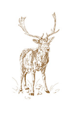 Forest deer with branchy horns in sketch style. Hand drawn.