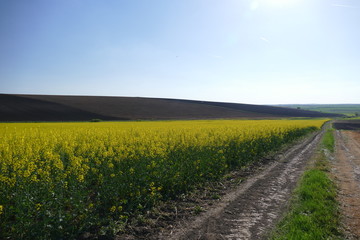 Agricultural land. Treated fields in the plane. In the foreground - blooming rape. Dirt road.