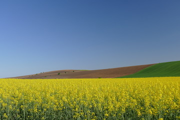 Fototapeta na wymiar Agricultural land. Treated fields in the plane. In the foreground - blooming rape.