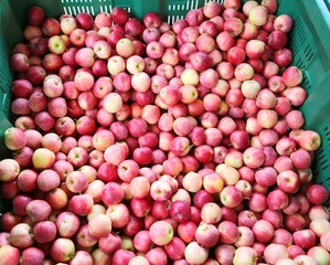 apples on the container for sale at market
